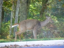 PICTURES/Shenandoah National Park/t_Deer Peeing.JPG